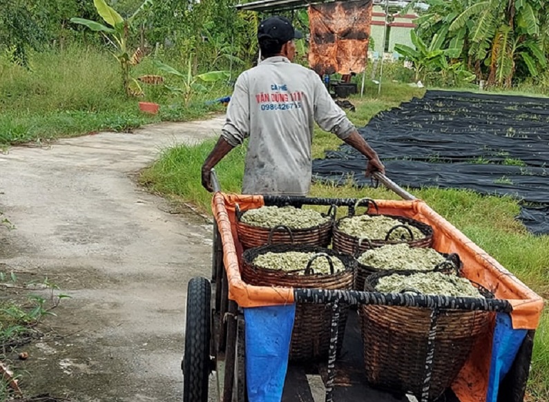 lụa lãnh mỹ a giá