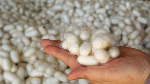 khăn lụa tơ tằm bảo lộc
